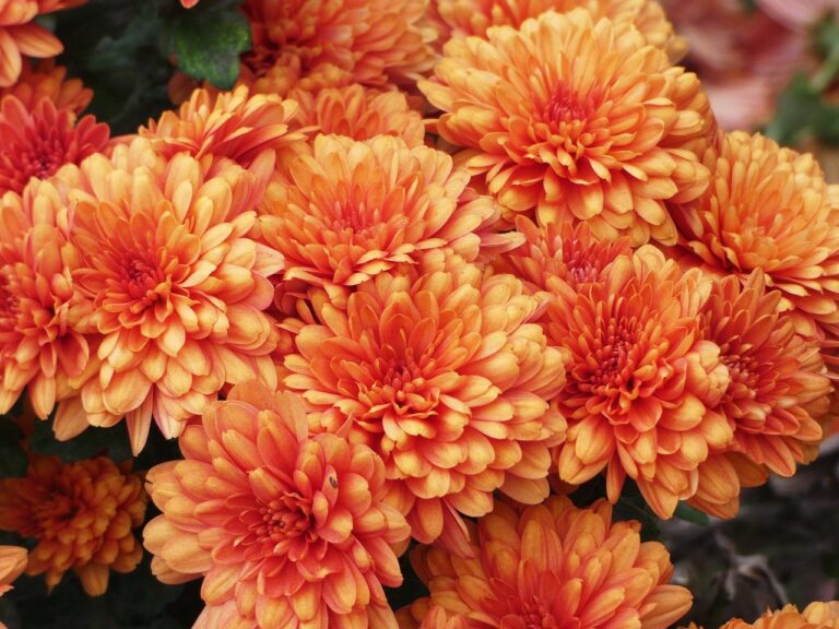 orange-flowers-8087066_1280