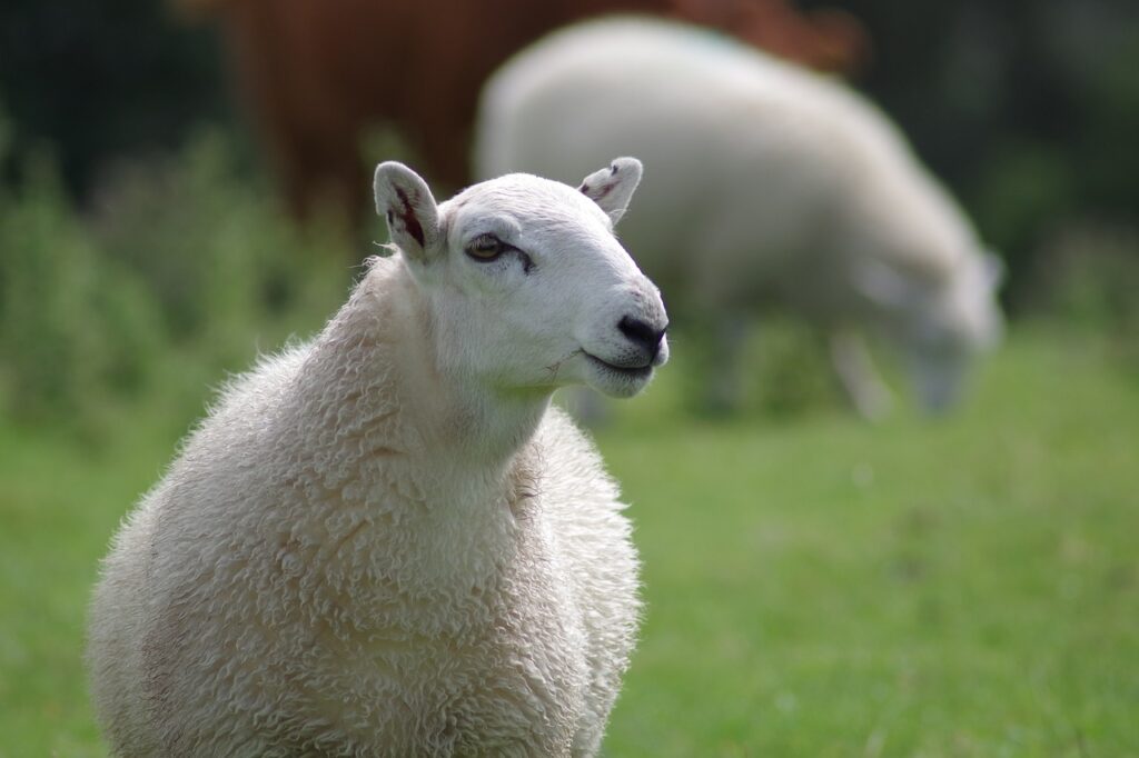 sheep-897538_1280